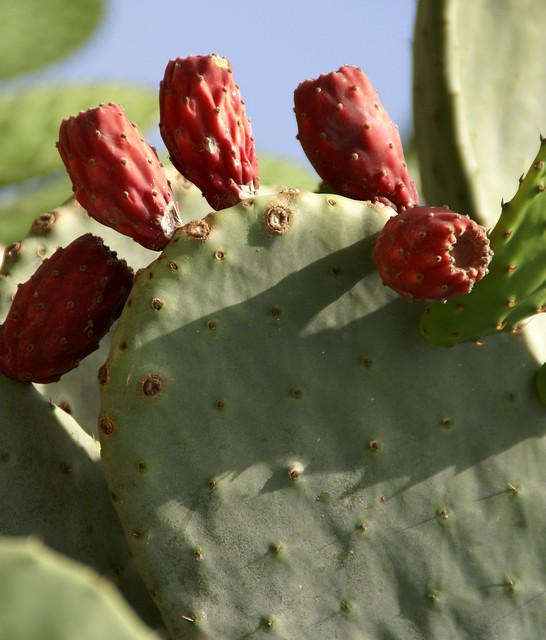 Noto, Viale Principe di Piemonte, Kaktus (cactus)