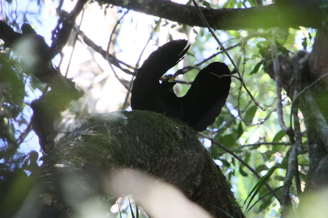 Male Paradise Riflebird Displaying