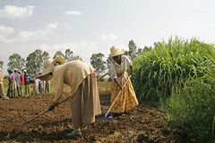 Jun/2007 - ILRI personnel preparing forage seed production plots at the ILRI compound at Debre Zeyit (photo credit: ILRI).