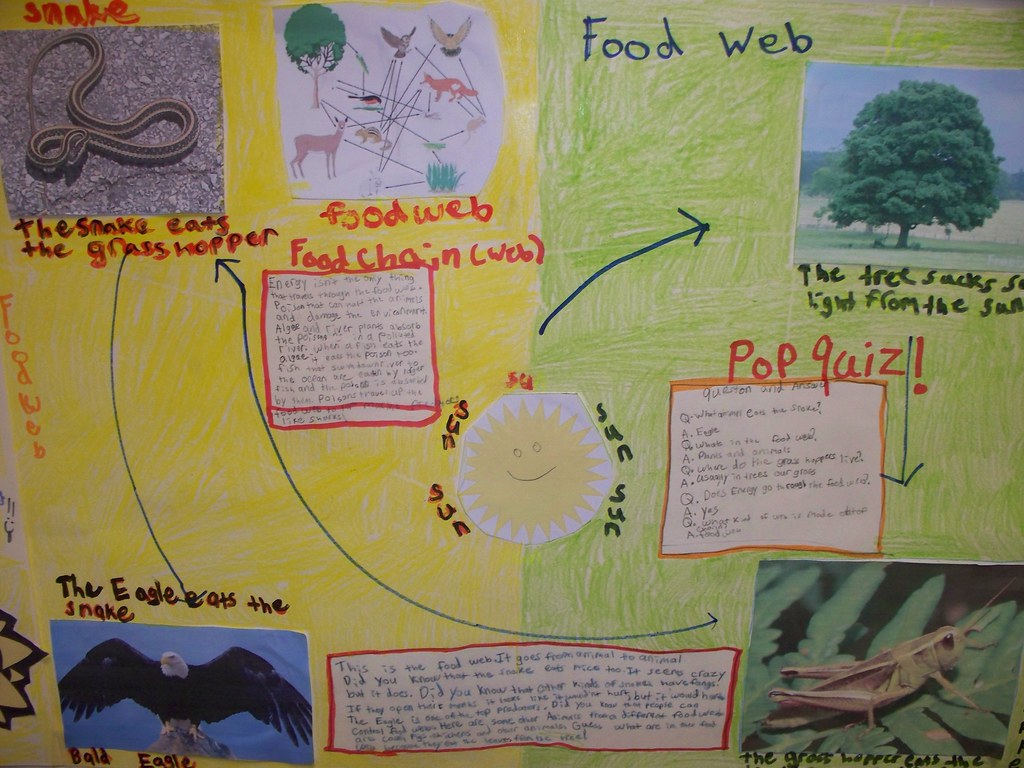 First Grade Story - Animal Posters - Native American Na (1… | Flickr