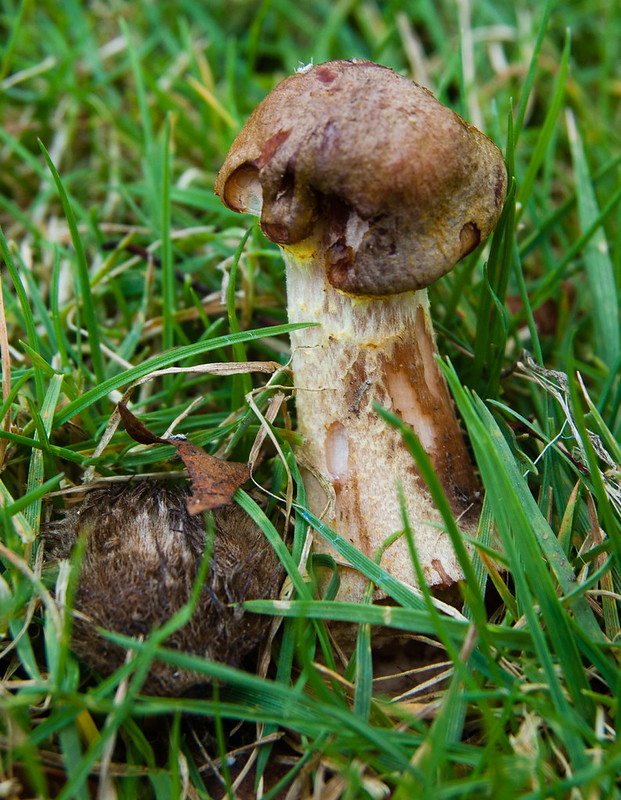 Cortinarius