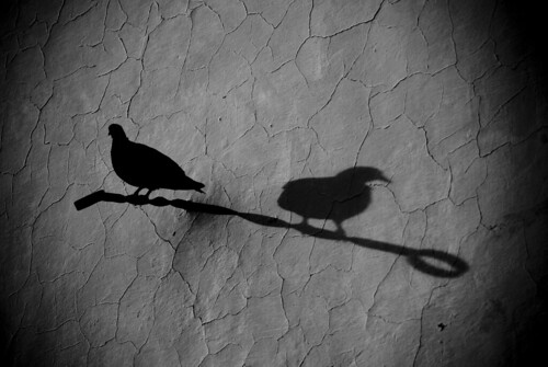 piccioni rupestri by g_u