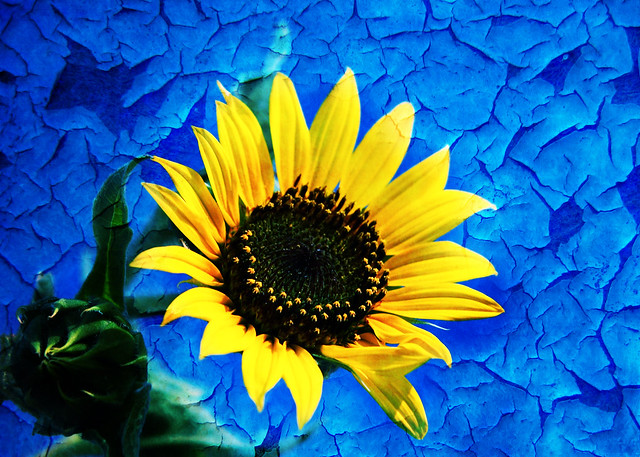 Sunflower Blues.-