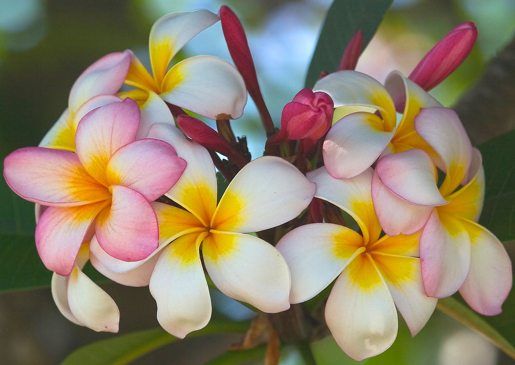 Frangipani Flowers Mixture+ | Frangapani Flowers | John | Flickr
