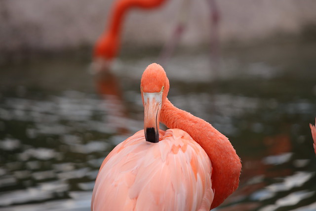 flamingo #2