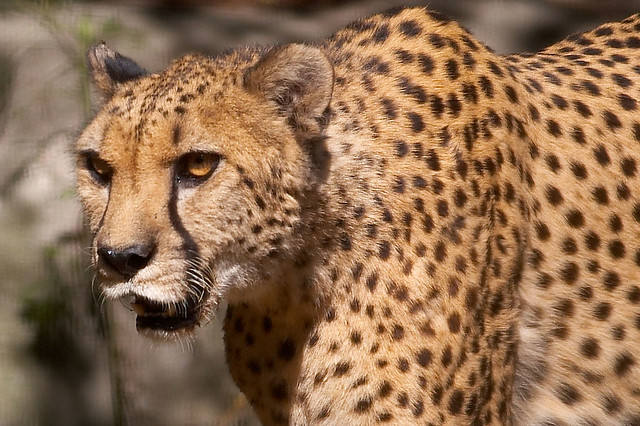 Majestic Cheetah
