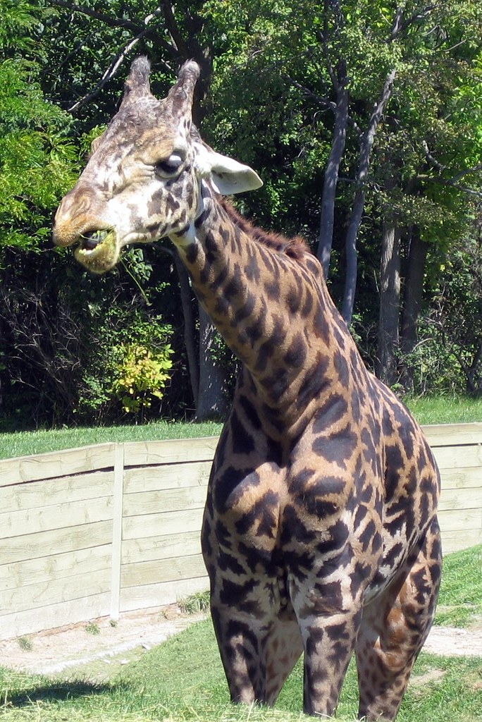 Giraffe Toronto Zoo
