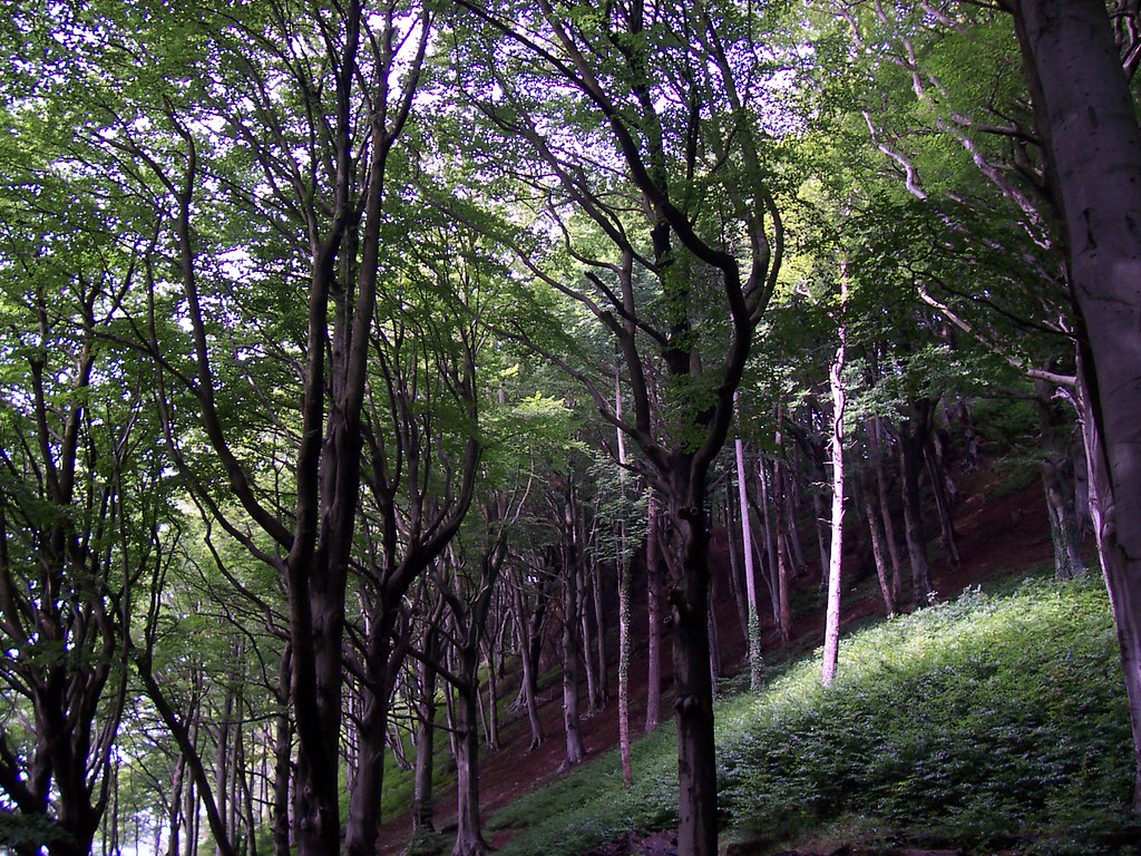 The Forest | The forest near to Castell Coch, Cardiff ...