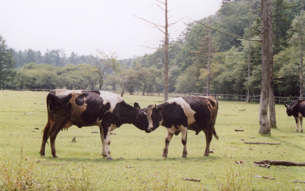 光徳牧場の牛がケンカ Keysasa Flickr