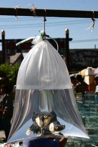 Suprised looking Goldfish | by netdance