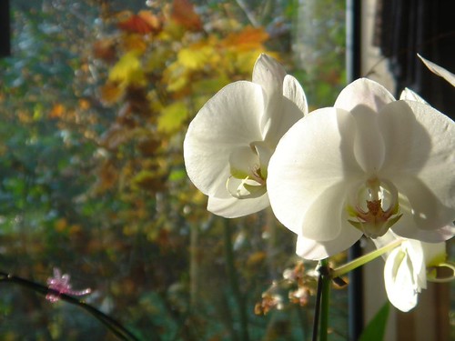 Morning at home | by tollen