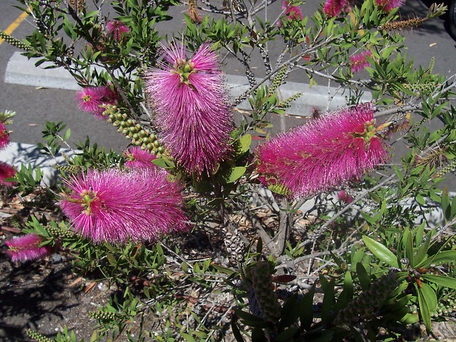 pink bottlebrush flowering plant