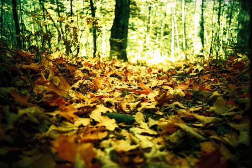 autumn ontario leaves xa2 velvia xprocessed grantswoods iso50