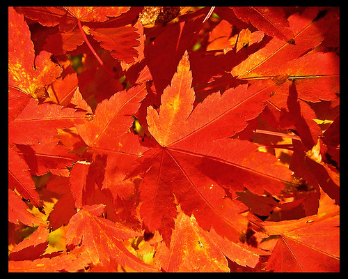 Maple Leaves | by Singingpixel aka Suze Stern