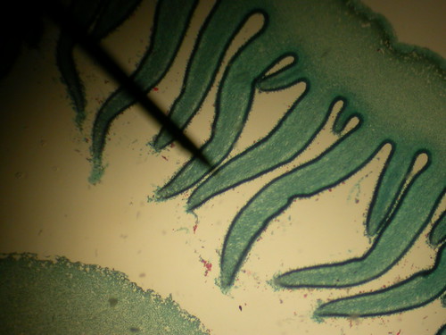 Botany Slide | by lapenn