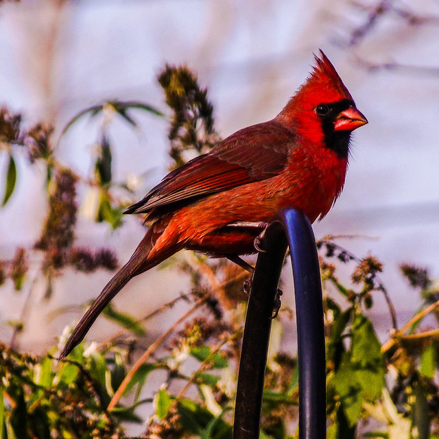 Red Messenger On His Perch