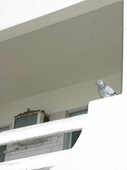pigeon condo for rent