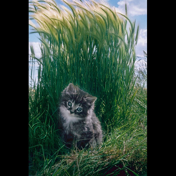 Coy Little Kitten in the Tall Grass