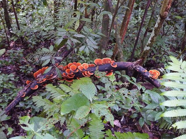 Bright mushrooms