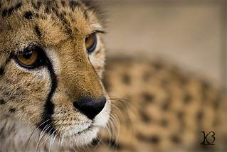 cheetah | by K.A.B