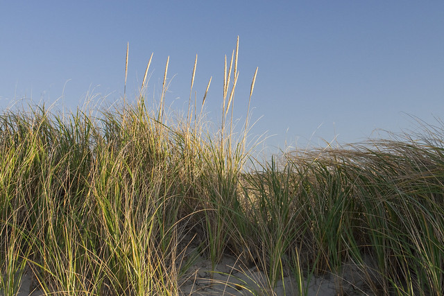 Beach Grass at Crosby Landing