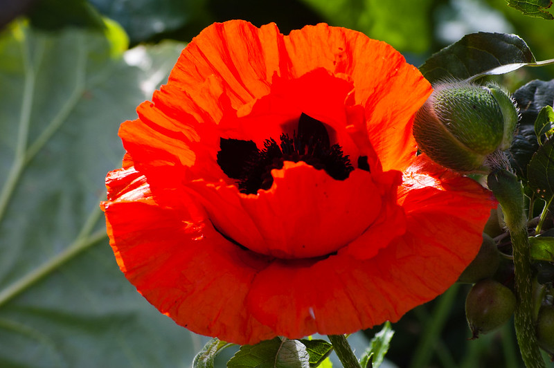 Cultivated poppy flowering