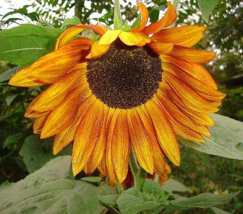 Sunflower Dip