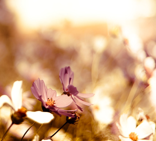A Perfect Purple Thank You by raceytay {I br♥ke for bokeh}