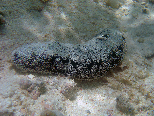 The balate', or sea cucumber in English, is called trepang in French. It is a marine food product that is a Chinese and Japanese epicurean delicacy, primarily used in soups.

David Burdick/NOAA