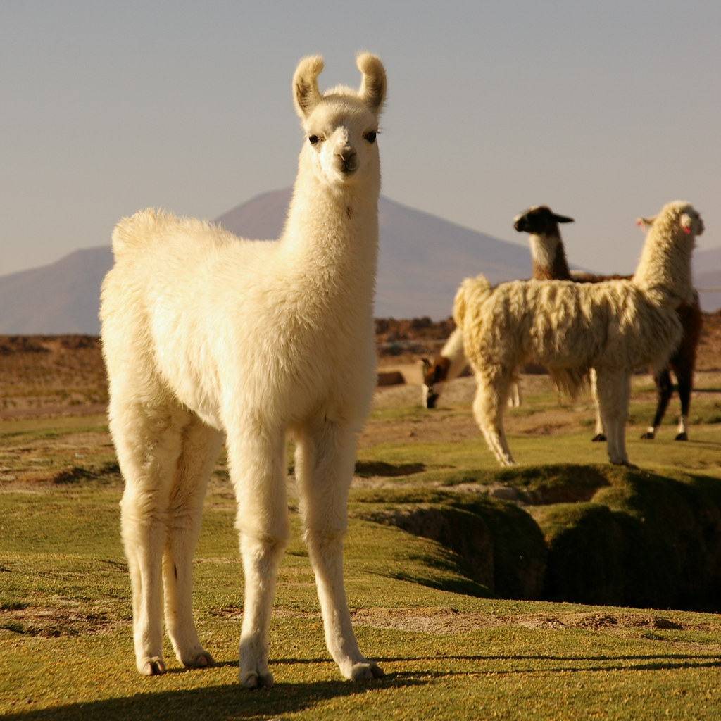 The Cutest Llama in Bolivia | Señor Hans | Flickr