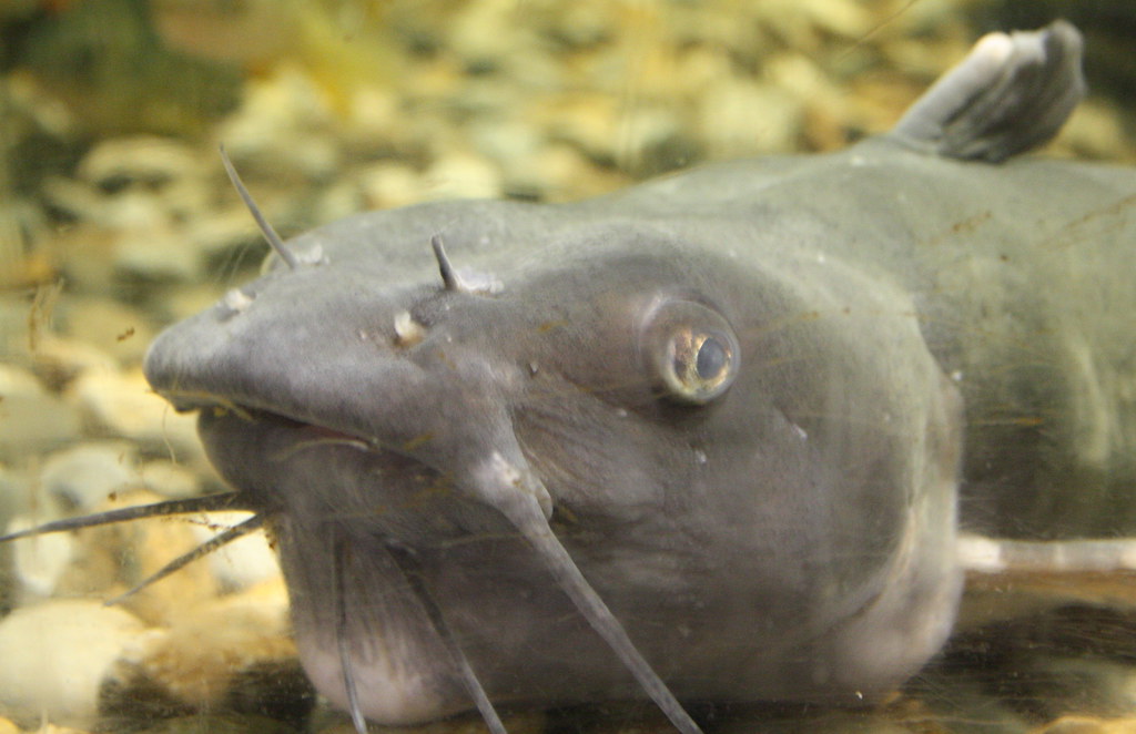 Ugly Mug, A catfish in the aquarium at Cabela's Hamburg, Pe…