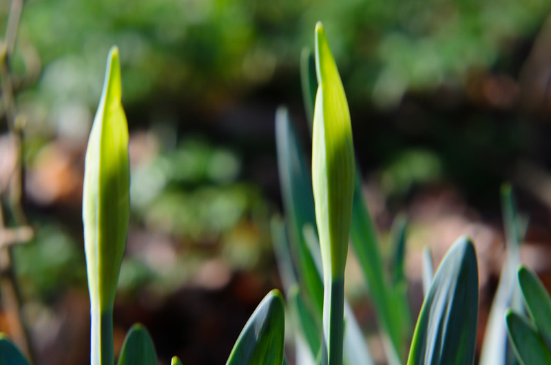 Sun shining through daffodil flower buds