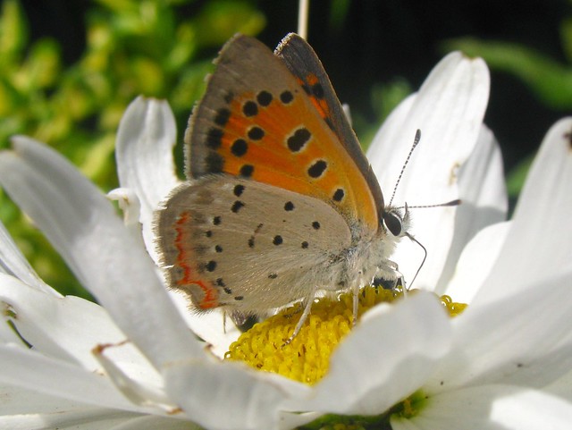 Butterfly- Sharon MA
