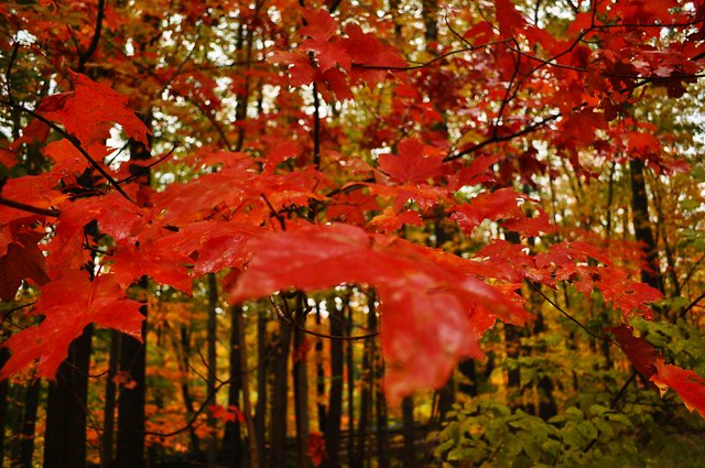 Brandywine Falls - Red Leaves