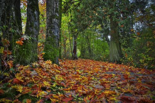 park autumn fall colors leaves vancouver geotagged maple long walk images getty mapleridge fraserriver gettyimages kanakacreek janusz leszczynski geo:lat=49197803 001835 geo:lon=122583067 wheneverifallatyourfeet