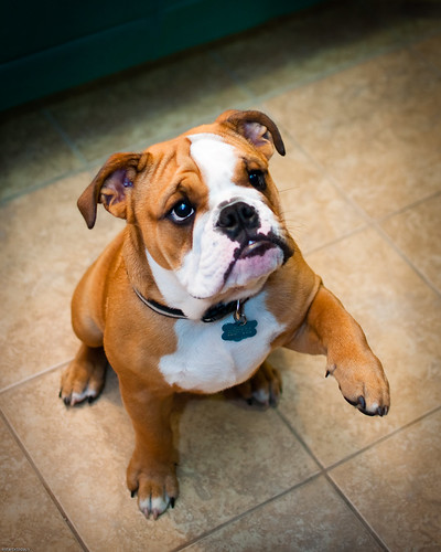 Winston showing off | My friend Brian's English Bulldog pupp… | Flickr