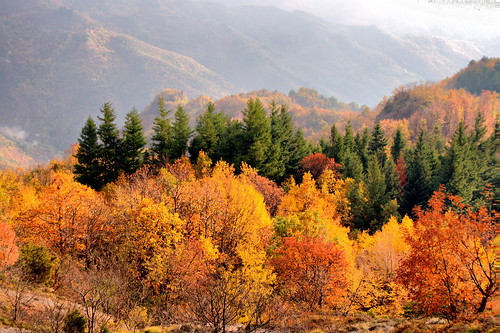 autumn italy tree fall nature italia colours liguria chestnuttree italians naturesfinest fallcolour borzonasca giacopiane worldbest natureselegantshots