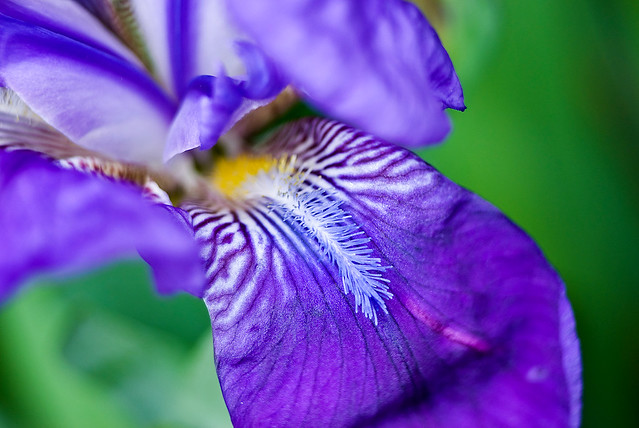 Iris bleue, Jardin des Plantes, Jardin Alpin, Paris, France 2008
