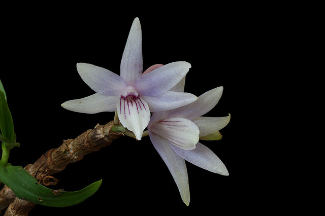Dendrobium ceraula