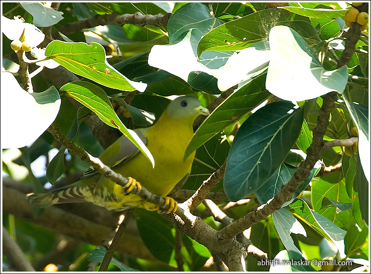 Yellow footed green pigeon (State bird of Maharashtra) | Flickr