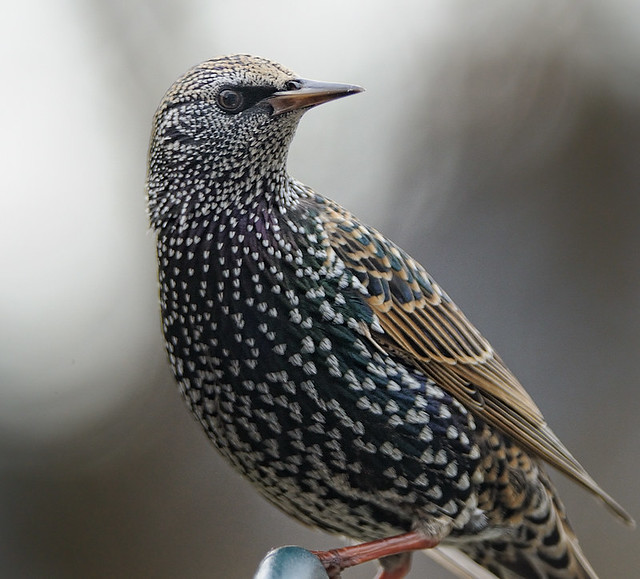 European Starling Looking for Suet