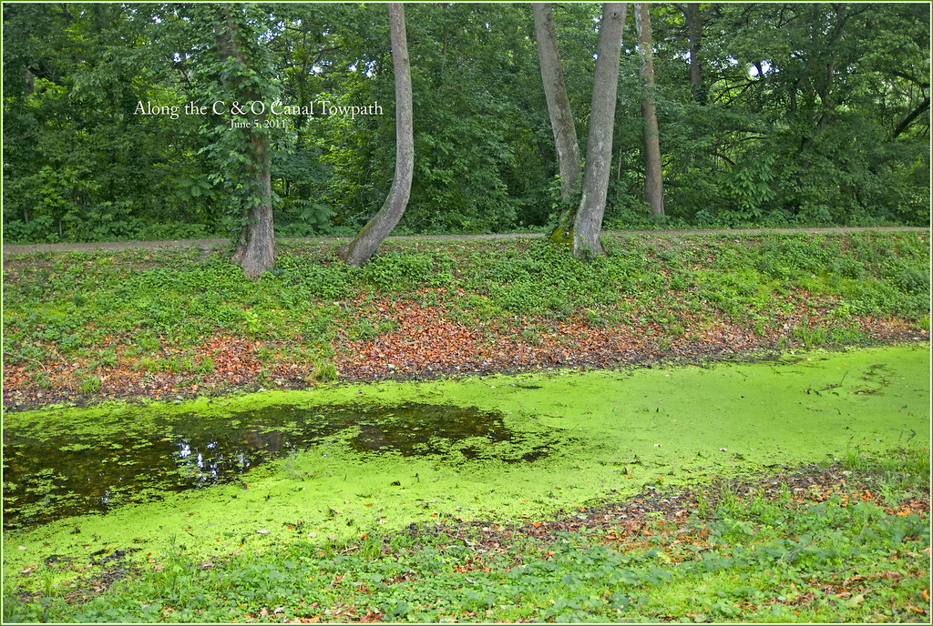 Chesapeake and Ohio Canal Trail