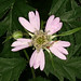 Flickr photo 'Evergreen blackberry - Rubus laciniatus' by: MT Lynette.