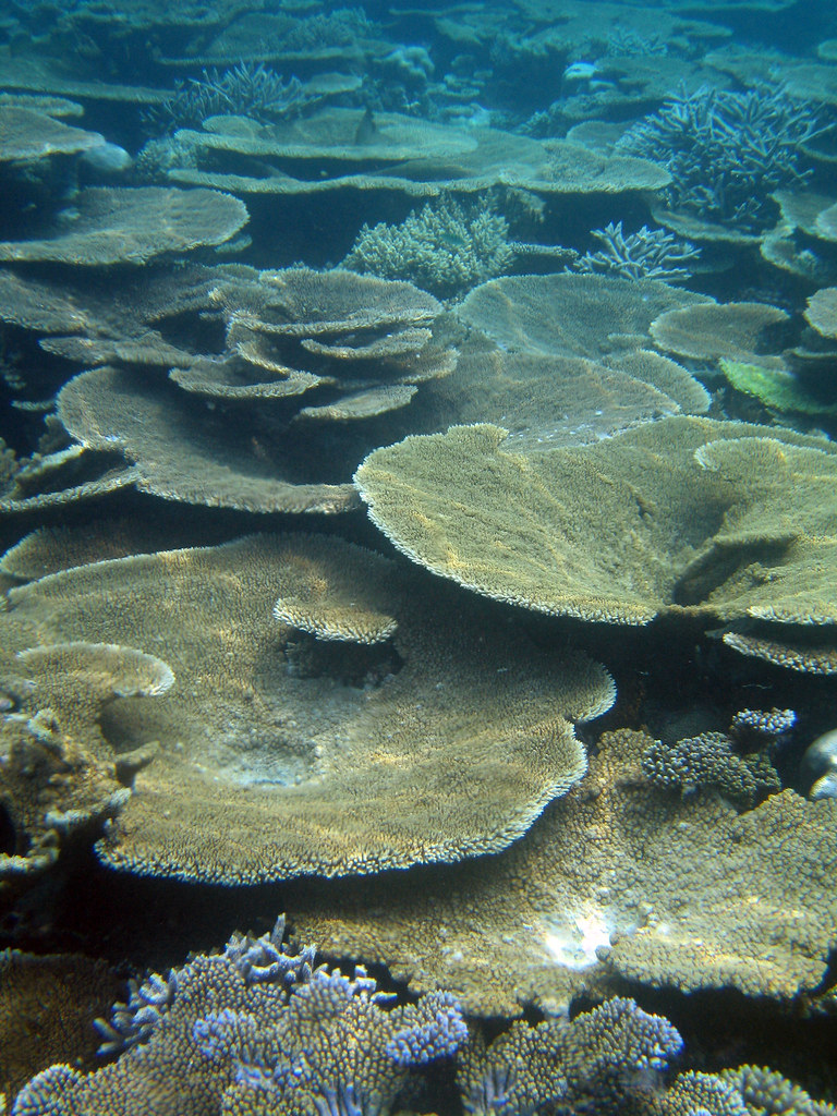 Diving Maldives, 2009 | Coral reef | Christian Jensen | Flickr
