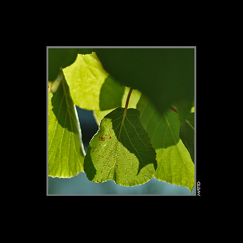 Actinidia deliciosa | by c.matto