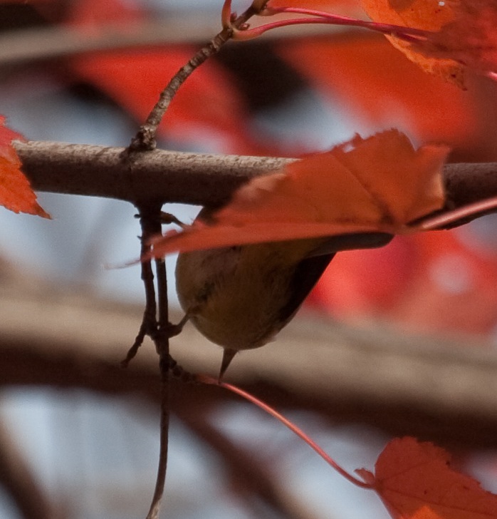 Orange-crowned