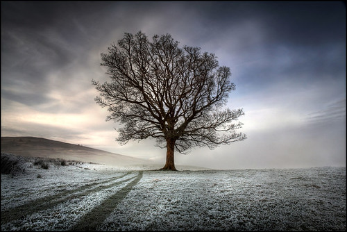 A Tree by angus clyne