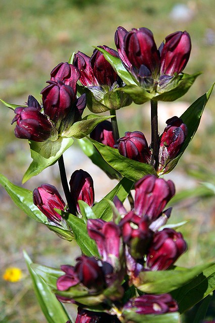 Gentiana purpurea - Genziana purpurea