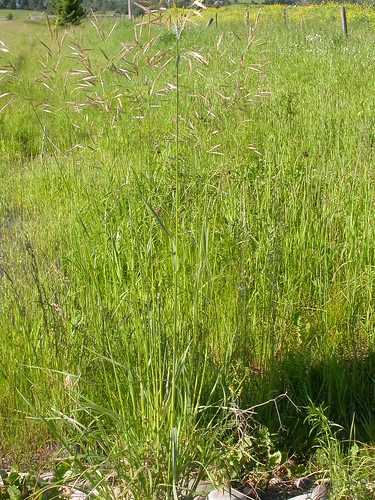 grass montana bozeman habit poaceae perennial inflorescence bunchgrass brome bromuscarinatus coolseason drysite poeae mountainbrome montanemeadow