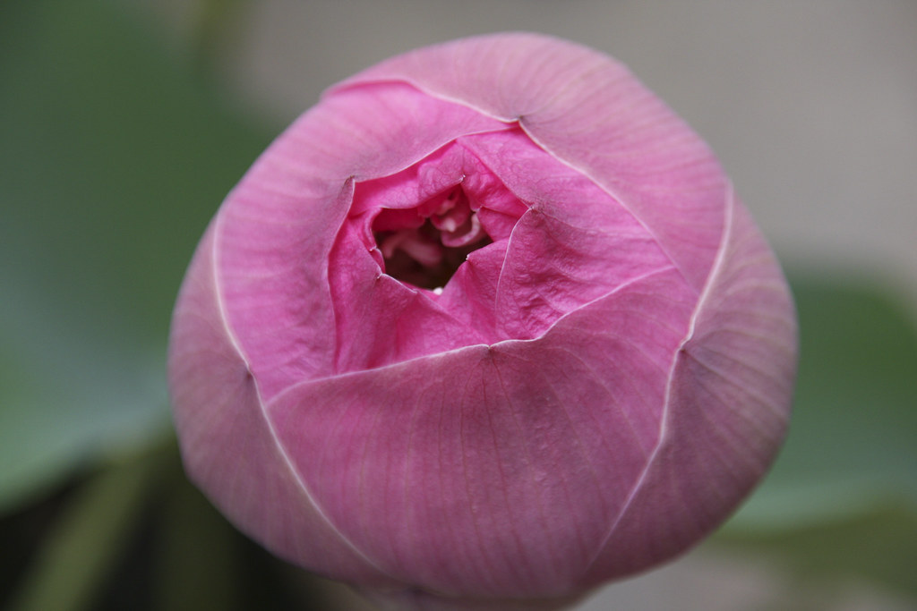 Closed Pink Lotus | Adrian Kidd Photography | Flickr